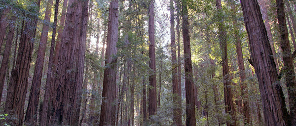 Collection of redwood print fine art featuring ancient trees and misty forest scenes in California’s iconic redwood groves.