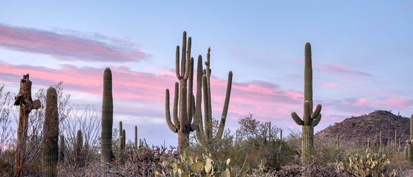 Desert Wall Art collection by Wow Photo Art
