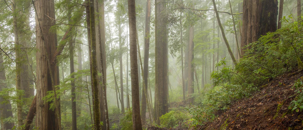 A gallery of forest wall art prints featuring lush woods, tree trunks, and tranquil green landscapes in fine detail.