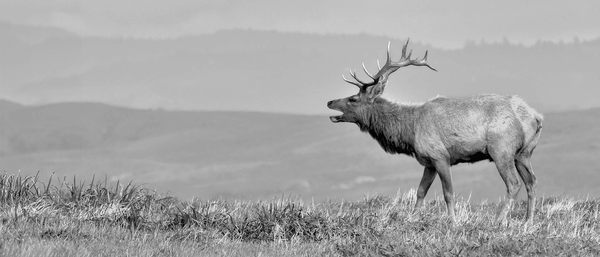 A collection of wildlife wall art prints featuring elk, moose, horses, and birds in serene, natural environments with earthy tones