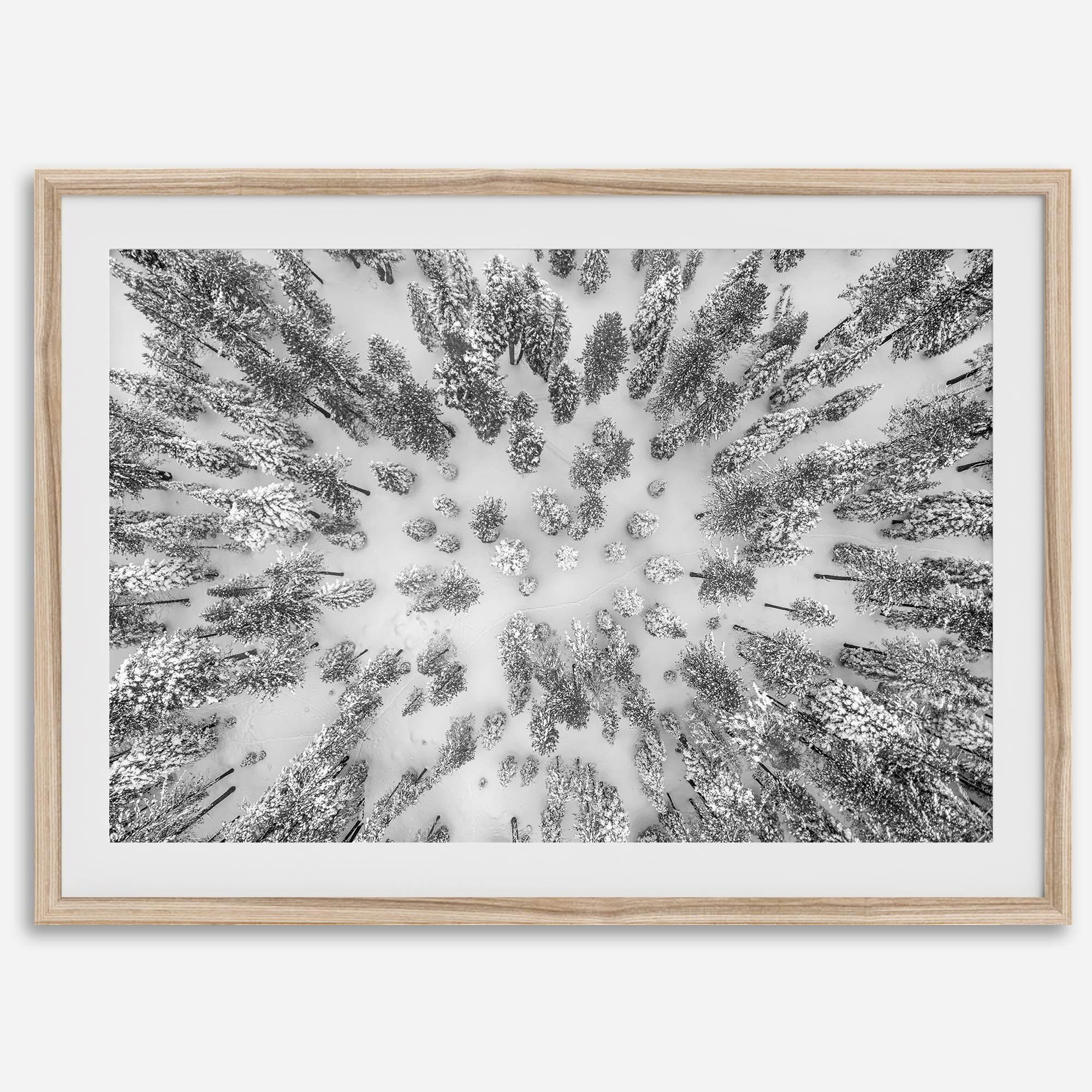 Snowy forest wall art with aerial photography of snow-covered trees in winter.
