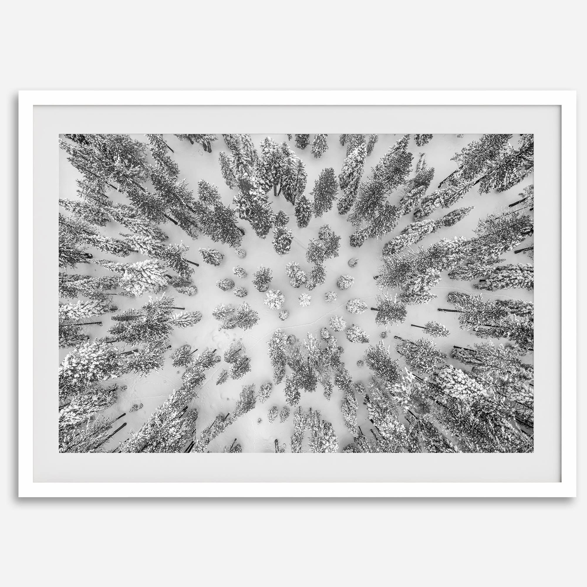 Snowy forest wall art with aerial photography of snow-covered trees in winter.