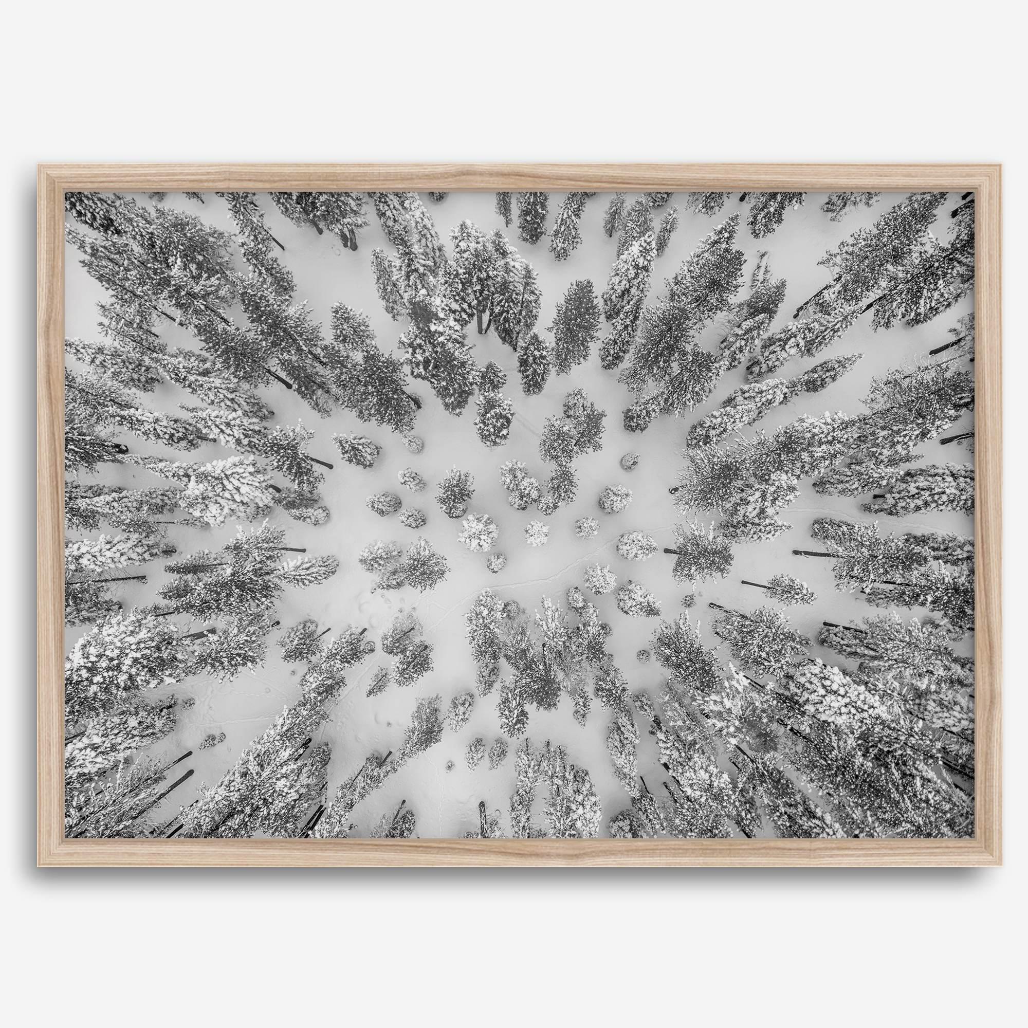 Snowy forest wall art with aerial photography of snow-covered trees in winter.