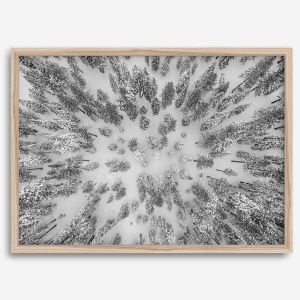 Snowy forest wall art with aerial photography of snow-covered trees in winter.