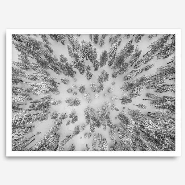 Snowy forest wall art with aerial photography of snow-covered trees in winter.