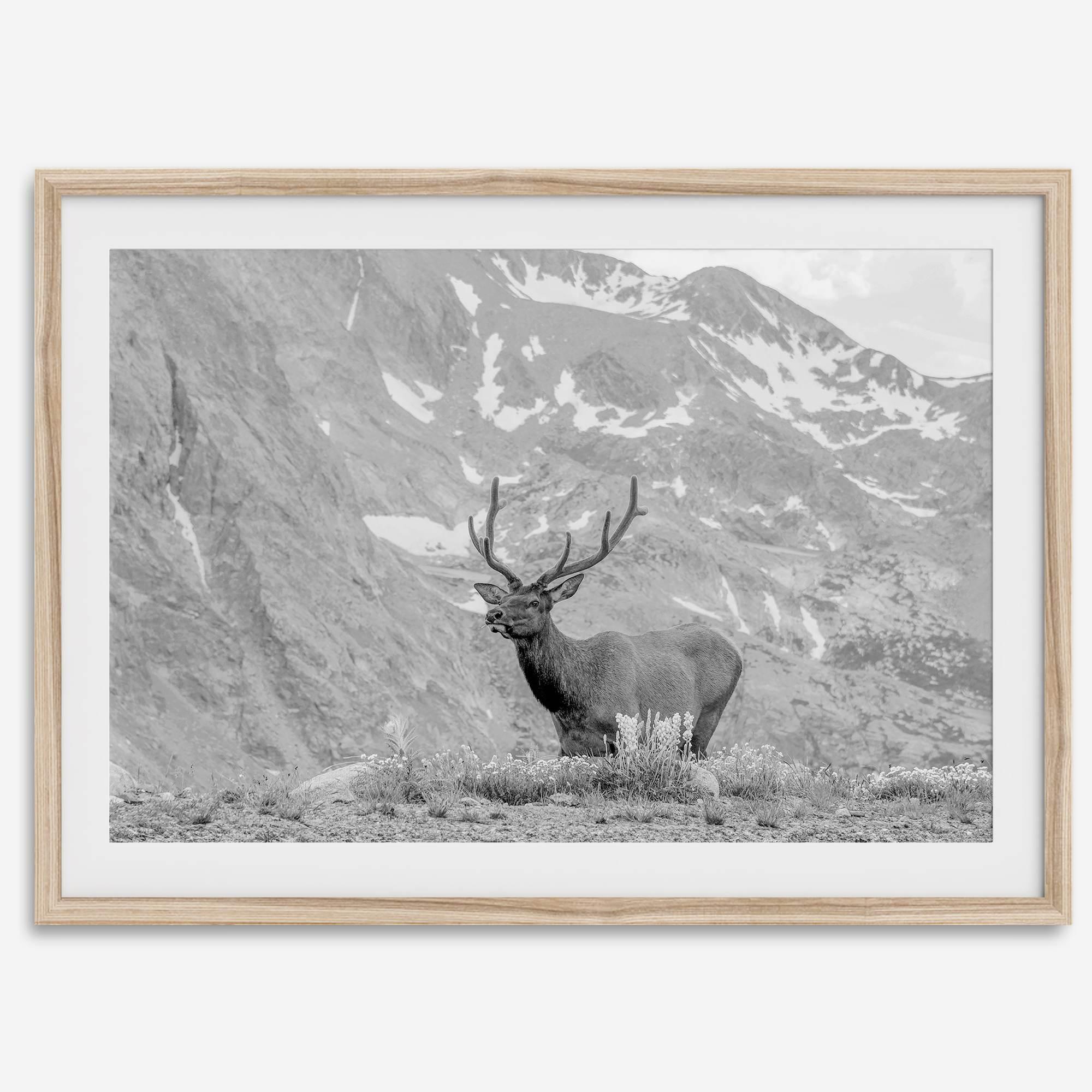 Capture the spirit of Rocky Mountain National Park with this black and white fine art Elk photo print. A majestic Elk stands on top of a bed of flowers with a snow-covered mountain behind it.