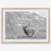 Capture the spirit of Rocky Mountain National Park with this black and white fine art Elk photo print. A majestic Elk stands on top of a bed of flowers with a snow-covered mountain behind it.