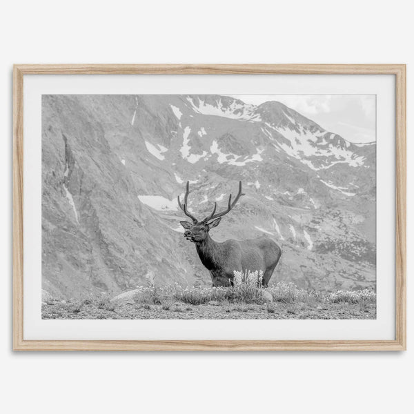 Capture the spirit of Rocky Mountain National Park with this black and white fine art Elk photo print. A majestic Elk stands on top of a bed of flowers with a snow-covered mountain behind it.