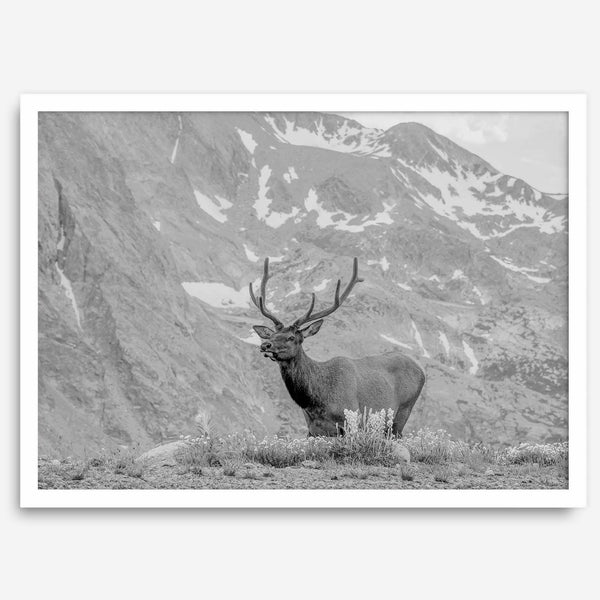 Capture the spirit of Rocky Mountain National Park with this black and white fine art Elk photo print. A majestic Elk stands on top of a bed of flowers with a snow-covered mountain behind it.