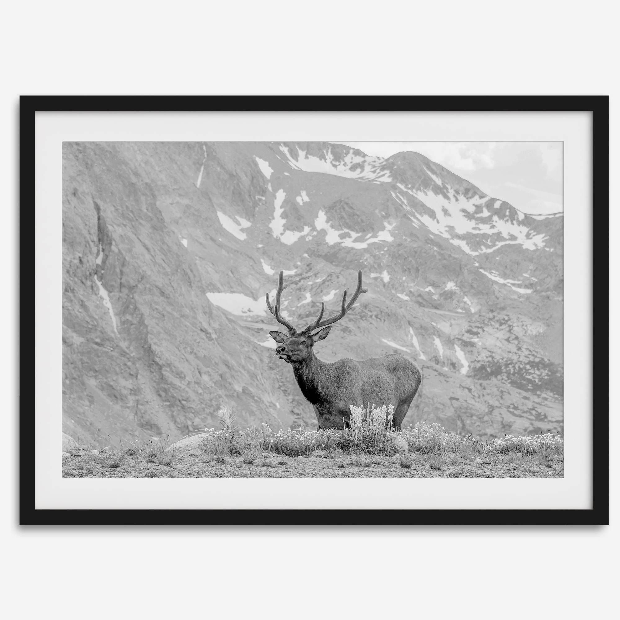 Capture the spirit of Rocky Mountain National Park with this black and white fine art Elk photo print. A majestic Elk stands on top of a bed of flowers with a snow-covered mountain behind it.
