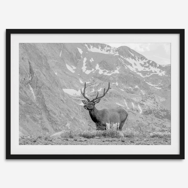 Capture the spirit of Rocky Mountain National Park with this black and white fine art Elk photo print. A majestic Elk stands on top of a bed of flowers with a snow-covered mountain behind it.