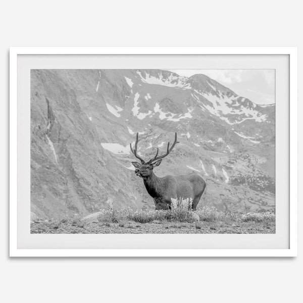 Capture the spirit of Rocky Mountain National Park with this black and white fine art Elk photo print. A majestic Elk stands on top of a bed of flowers with a snow-covered mountain behind it.