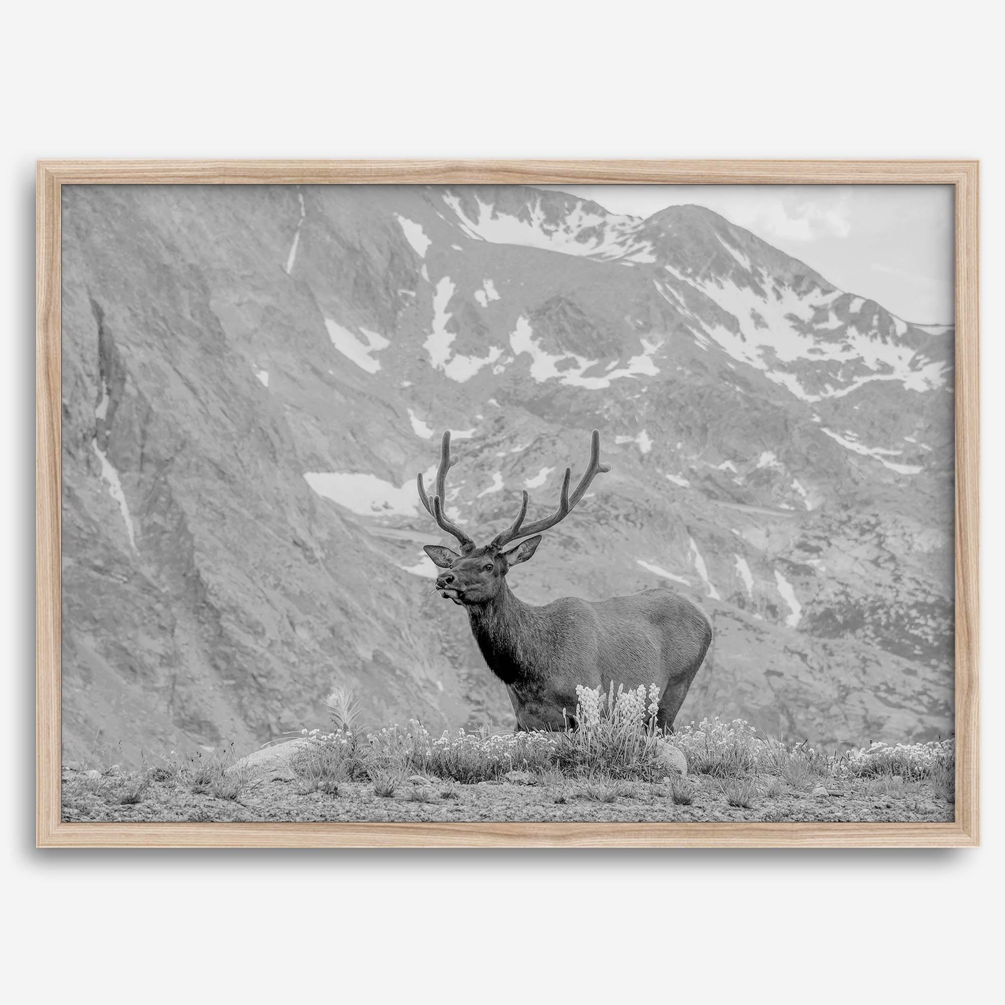 Capture the spirit of Rocky Mountain National Park with this black and white fine art Elk photo print. A majestic Elk stands on top of a bed of flowers with a snow-covered mountain behind it.