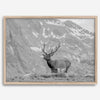 Capture the spirit of Rocky Mountain National Park with this black and white fine art Elk photo print. A majestic Elk stands on top of a bed of flowers with a snow-covered mountain behind it.