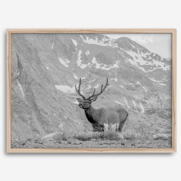 Capture the spirit of Rocky Mountain National Park with this black and white fine art Elk photo print. A majestic Elk stands on top of a bed of flowers with a snow-covered mountain behind it.