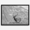 Capture the spirit of Rocky Mountain National Park with this black and white fine art Elk photo print. A majestic Elk stands on top of a bed of flowers with a snow-covered mountain behind it.