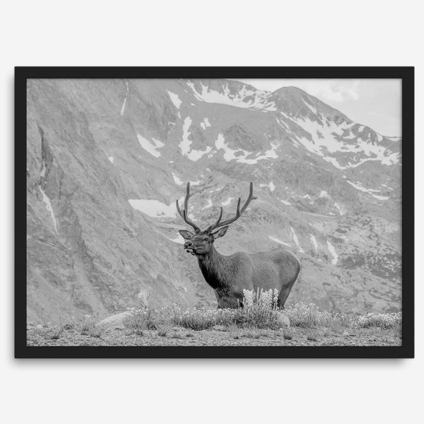 Capture the spirit of Rocky Mountain National Park with this black and white fine art Elk photo print. A majestic Elk stands on top of a bed of flowers with a snow-covered mountain behind it.