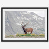 Fine Art Elk Print - Rocky Mountain Wall Art, Colorado Wildlife Photography, Framed Deer Wall Decor, Nature Wall Art for Home Decor