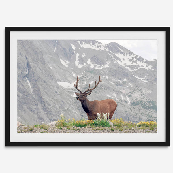 Fine Art Elk Print - Rocky Mountain Wall Art, Colorado Wildlife Photography, Framed Deer Wall Decor, Nature Wall Art for Home Decor