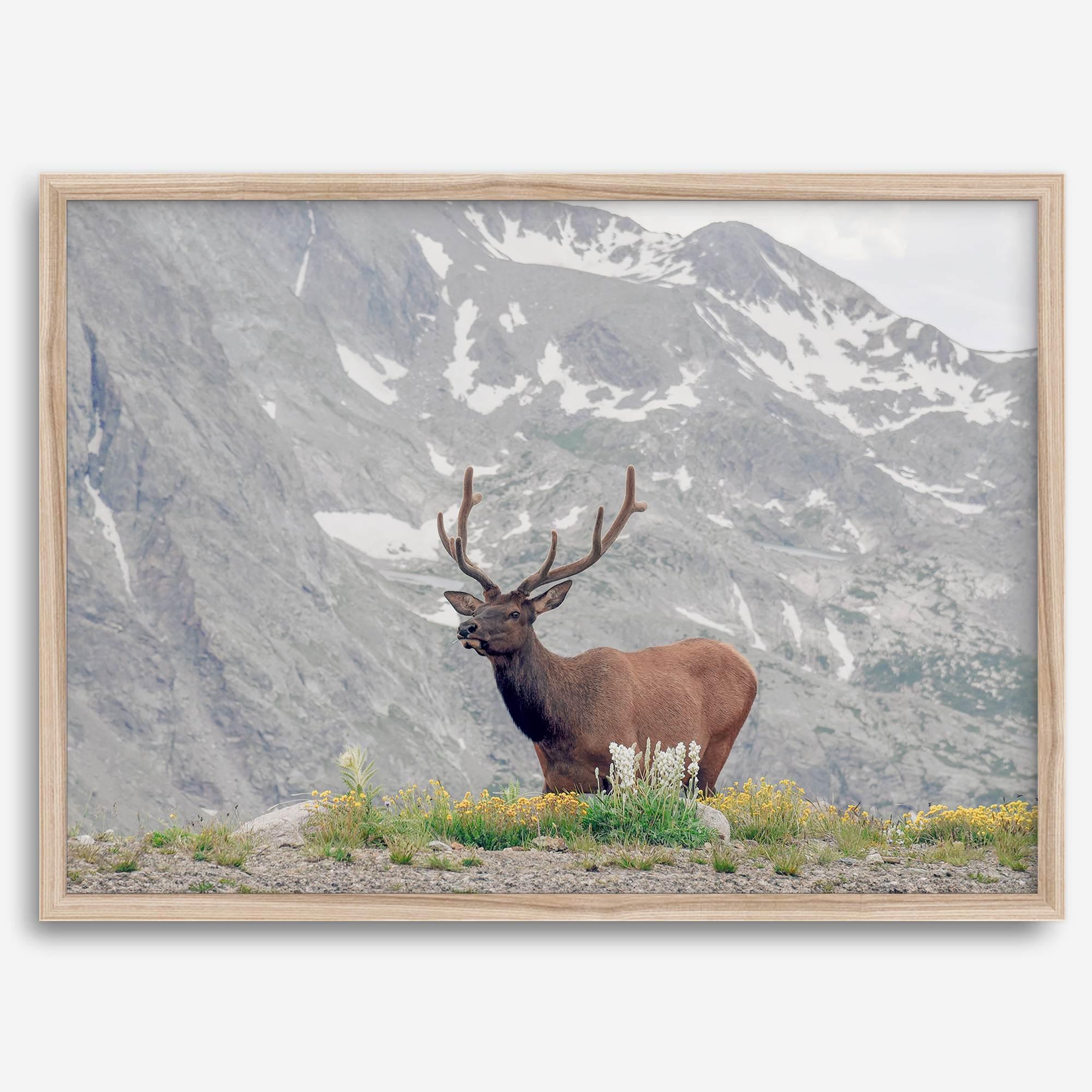 Fine Art Elk Print - Rocky Mountain Wall Art, Colorado Wildlife Photography, Framed Deer Wall Decor, Nature Wall Art for Home Decor