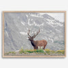 Fine Art Elk Print - Rocky Mountain Wall Art, Colorado Wildlife Photography, Framed Deer Wall Decor, Nature Wall Art for Home Decor