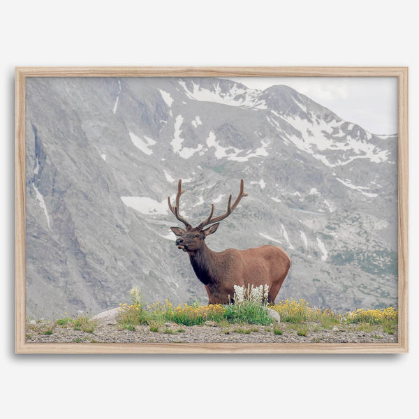 Fine Art Elk Print - Rocky Mountain Wall Art, Colorado Wildlife Photography, Framed Deer Wall Decor, Nature Wall Art for Home Decor