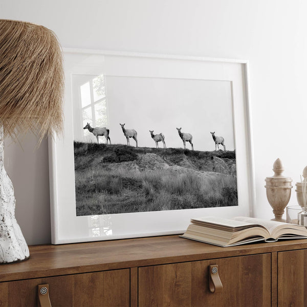 A black and white framed or unframed nature fine art photography print showing a family of coastal elks walking in a line on a ridge in Point Reyes, California. The composition forms a minimalist aesthetic print that will be a conversation starter.