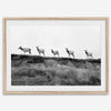 A black and white framed or unframed nature fine art photography print showing a family of coastal elks walking in a line on a ridge in Point Reyes, California. The composition forms a minimalist aesthetic print that will be a conversation starter.