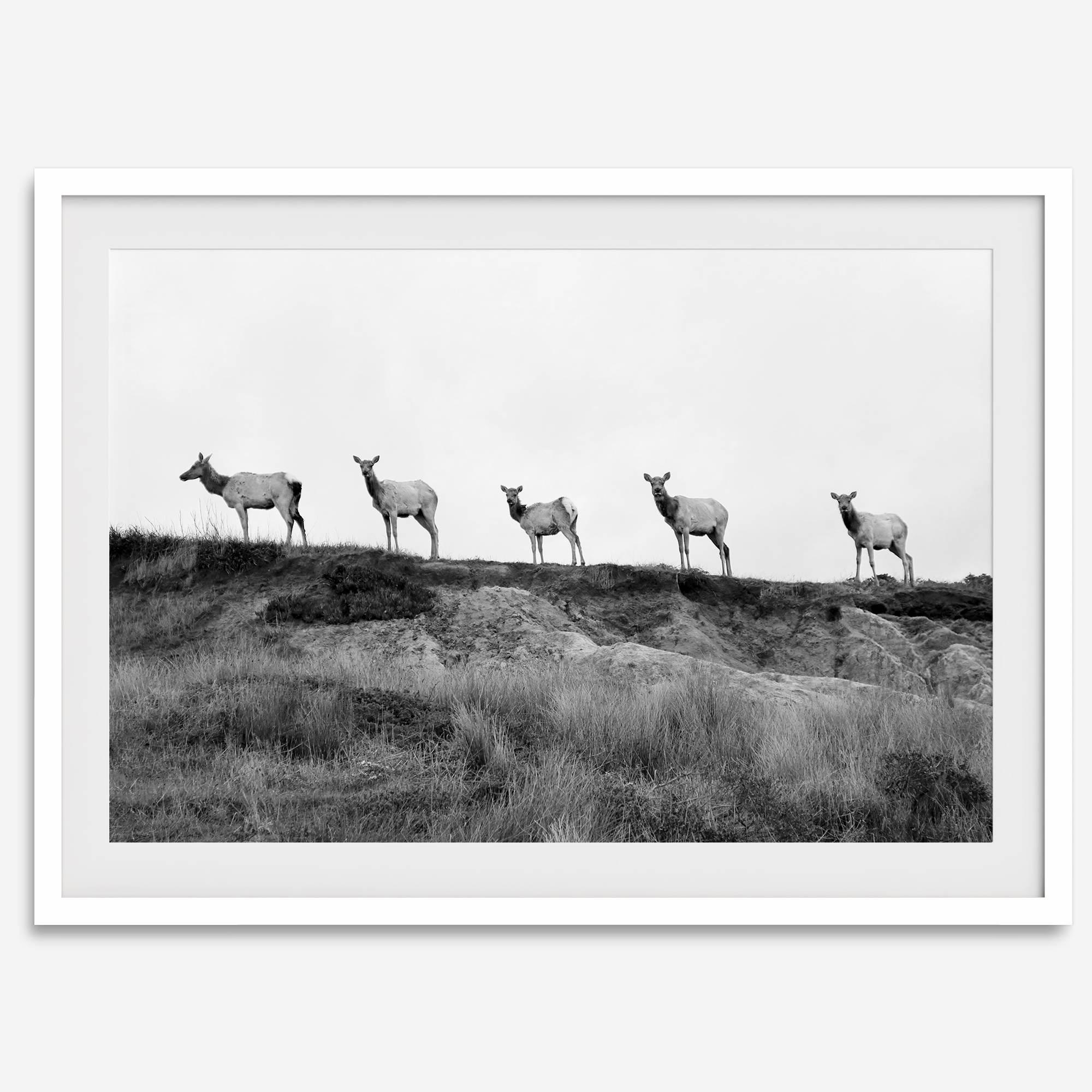 A black and white framed or unframed nature fine art photography print showing a family of coastal elks walking in a line on a ridge in Point Reyes, California. The composition forms a minimalist aesthetic print that will be a conversation starter.