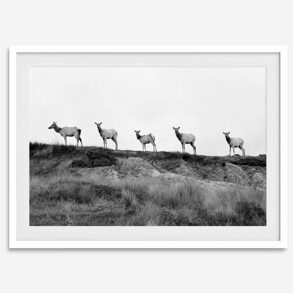 A black and white framed or unframed nature fine art photography print showing a family of coastal elks walking in a line on a ridge in Point Reyes, California. The composition forms a minimalist aesthetic print that will be a conversation starter.