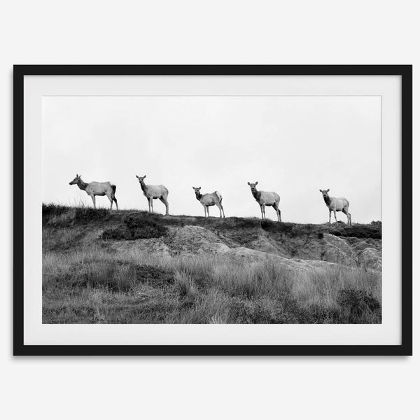 A black and white framed or unframed nature fine art photography print showing a family of coastal elks walking in a line on a ridge in Point Reyes, California. The composition forms a minimalist aesthetic print that will be a conversation starter.