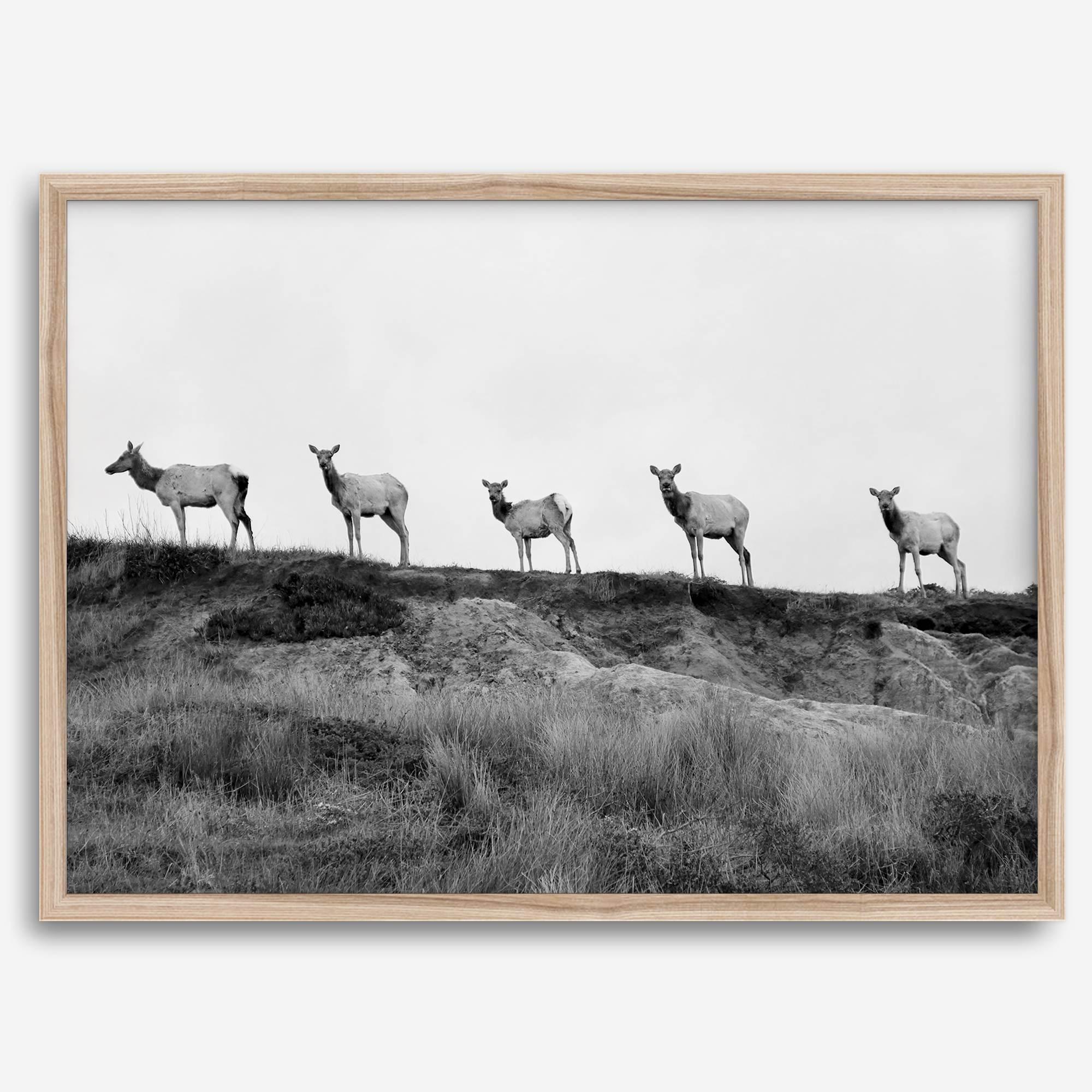 A black and white framed or unframed nature fine art photography print showing a family of coastal elks walking in a line on a ridge in Point Reyes, California. The composition forms a minimalist aesthetic print that will be a conversation starter.