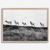 A black and white framed or unframed nature fine art photography print showing a family of coastal elks walking in a line on a ridge in Point Reyes, California. The composition forms a minimalist aesthetic print that will be a conversation starter.