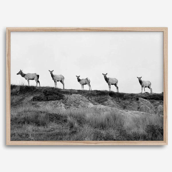 A black and white framed or unframed nature fine art photography print showing a family of coastal elks walking in a line on a ridge in Point Reyes, California. The composition forms a minimalist aesthetic print that will be a conversation starter.