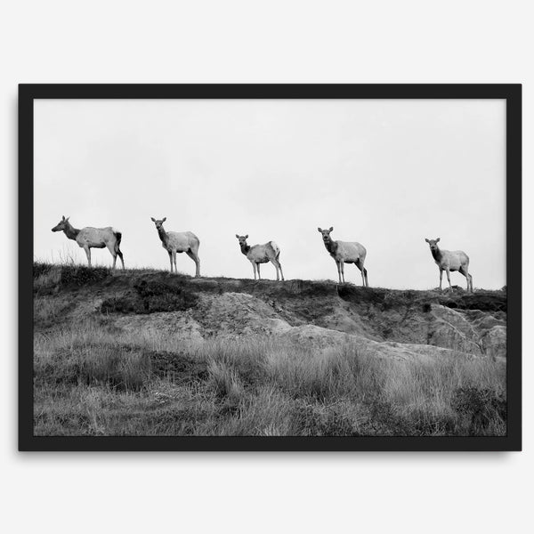 A black and white framed or unframed nature fine art photography print showing a family of coastal elks walking in a line on a ridge in Point Reyes, California. The composition forms a minimalist aesthetic print that will be a conversation starter.
