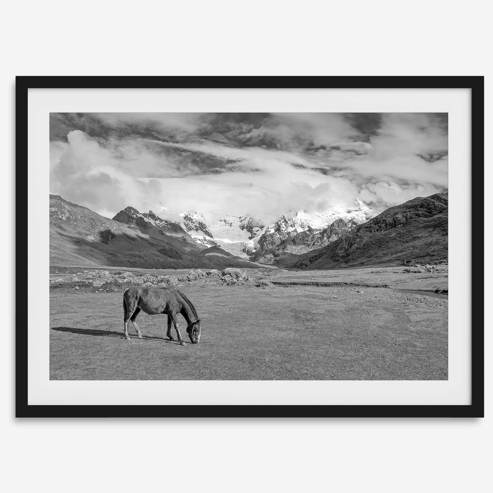 A black and white mountain horse fine art print that can come framed on unframed and was taken in Peru. This mountain wall art showcases snow-covered mountains in Peru and a charming horse grazing relaxingly in the forefront of the picture.