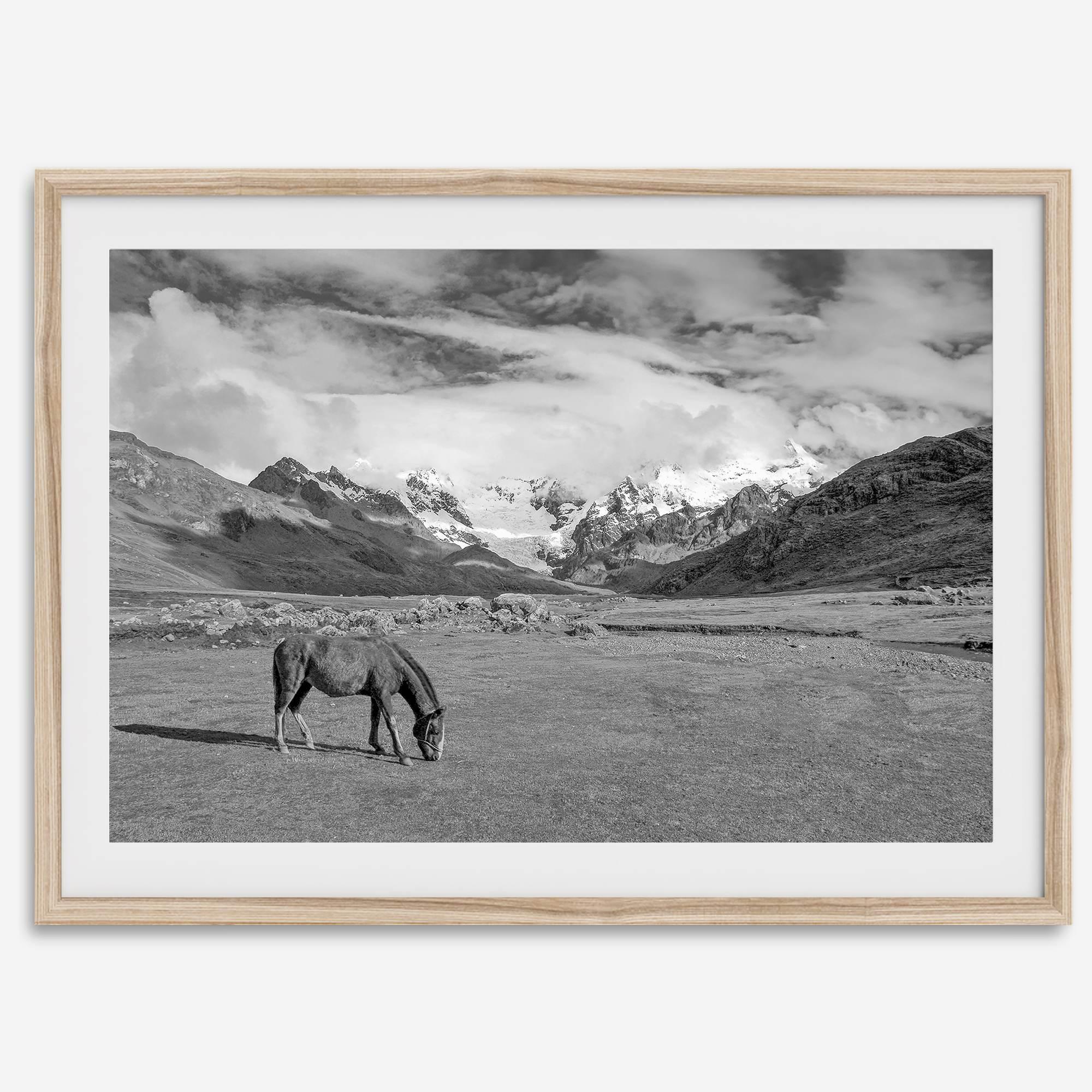 A black and white mountain horse fine art print that can come framed on unframed and was taken in Peru. This mountain wall art showcases snow-covered mountains in Peru and a charming horse grazing relaxingly in the forefront of the picture.