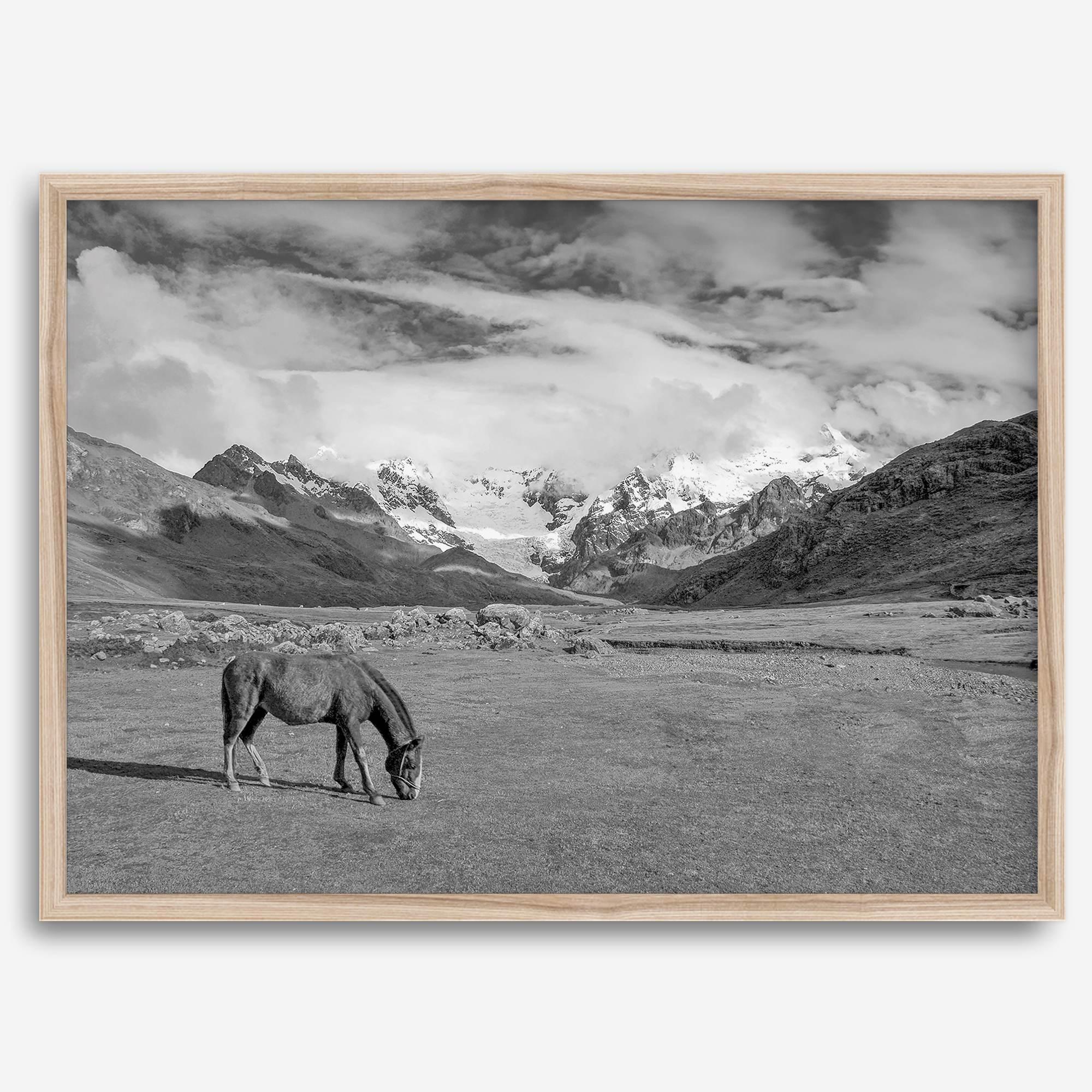 A black and white mountain horse fine art print that can come framed on unframed and was taken in Peru. This mountain wall art showcases snow-covered mountains in Peru and a charming horse grazing relaxingly in the forefront of the picture.