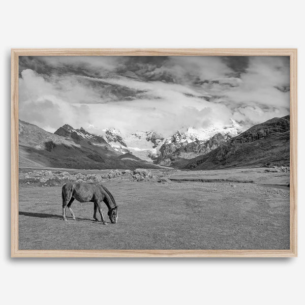 A black and white mountain horse fine art print that can come framed on unframed and was taken in Peru. This mountain wall art showcases snow-covered mountains in Peru and a charming horse grazing relaxingly in the forefront of the picture.