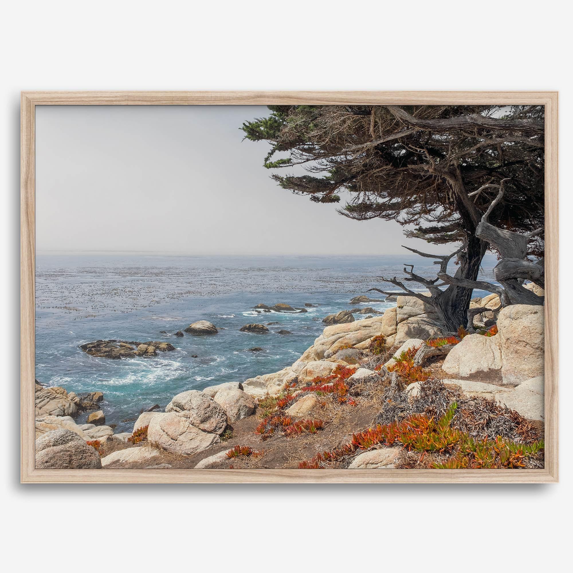 This stunning piece of art captures the beauty and drama of California's rugged coastline. This large framed or unframed ocean wall art showcases a large coastal tree overlooking the ocean near Monterey on Route 1.