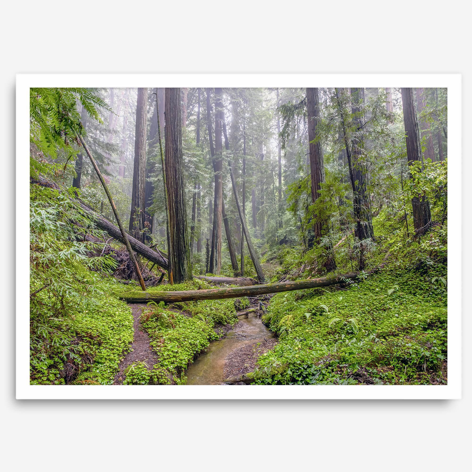 Redwoods Sanctuary