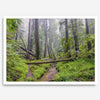 Redwoods Sanctuary
