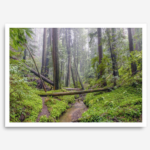 Redwoods Sanctuary