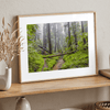 Lush green forest scene with tall redwoods and a small stream in Portola Redwoods State Park – fine art nature print