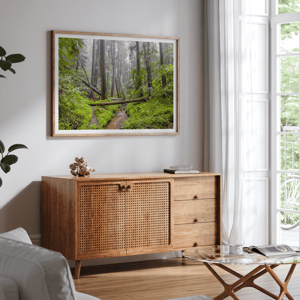 Lush green forest scene with tall redwoods and a small stream in Portola Redwoods State Park – fine art nature print