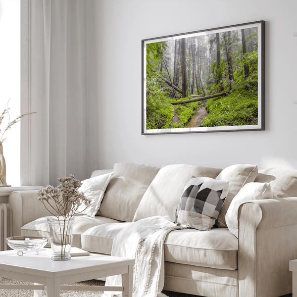Lush green forest scene with tall redwoods and a small stream in Portola Redwoods State Park – fine art nature print