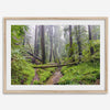 Lush green forest scene with tall redwoods and a small stream in Portola Redwoods State Park – fine art nature print