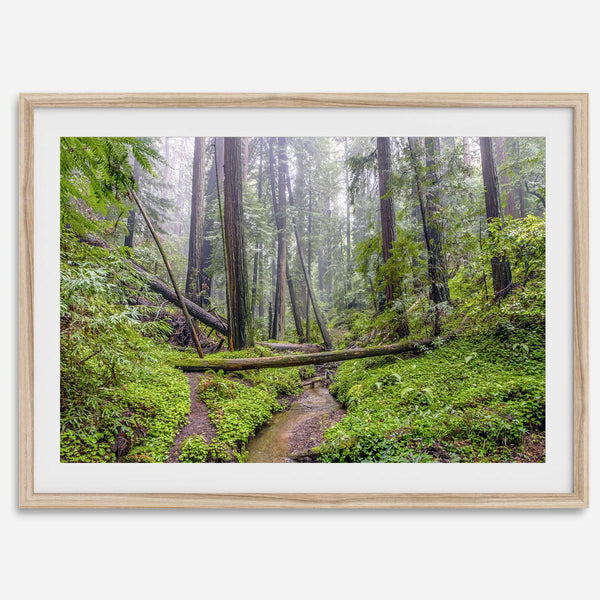 Lush green forest scene with tall redwoods and a small stream in Portola Redwoods State Park – fine art nature print
