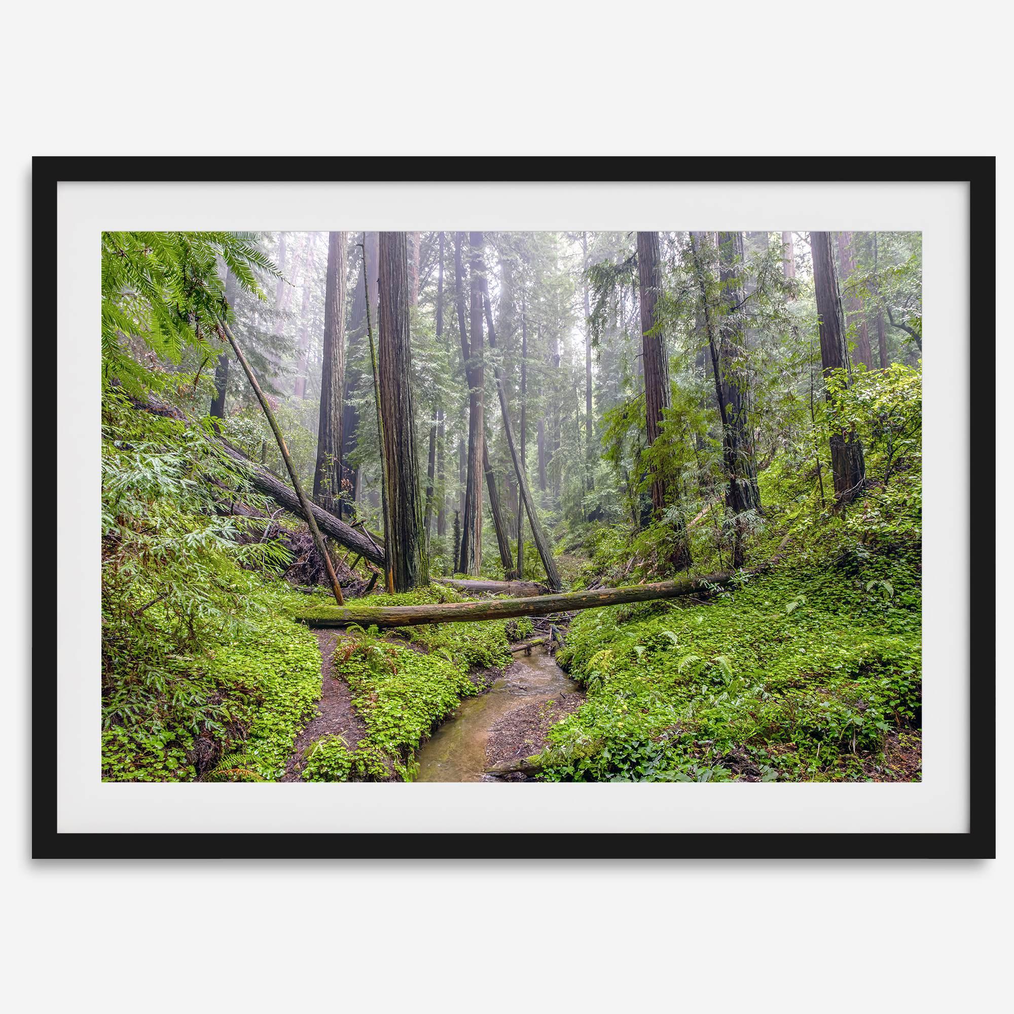 Lush green forest scene with tall redwoods and a small stream in Portola Redwoods State Park – fine art nature print