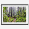 Lush green forest scene with tall redwoods and a small stream in Portola Redwoods State Park – fine art nature print